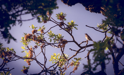 Bird Sitting on a Tree Branch at Dusk