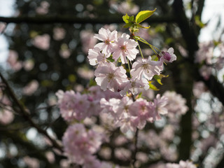 new pink cherry blossoms in springtime blurry background