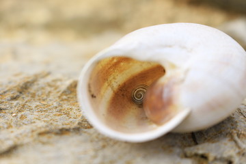 A snail in a snail