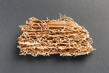 Wood plank eaten by termite