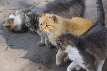 A group of street cats.
