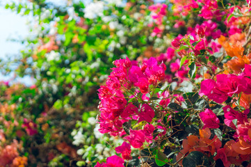 Fototapeta na wymiar Яркий южный сад. Цветущие ветки яркой бугенвиллеи. Сад в Израиле
