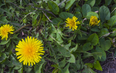 Dandelion young