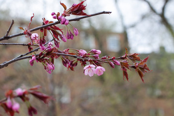  spring cherry