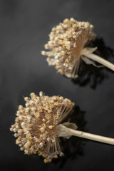 dried flower in the garden near with water. flower in the water