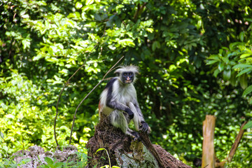 Monkey red colobus Kirk, endemic species to the island of Zanzibar