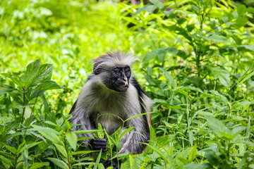 Fototapeta na wymiar Monkey red colobus Kirk, endemic species to the island of Zanzibar