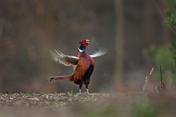 common pheasant, phasianus colchicus, Czech republic