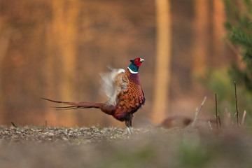 common pheasant, phasianus colchicus, Czech republic