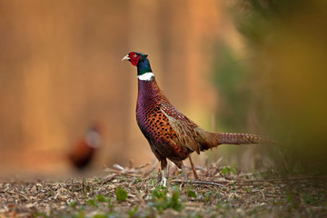 common pheasant, phasianus colchicus, Czech republic