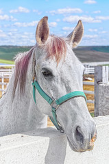 Equus ferus caballus. White horse is looking at us, face to face, from behind of the fence. Beautiful and tranquil look. Horsehair tinted. Portrait. Rural scene. Blue sky with clouds.