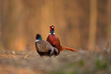 common pheasant, phasianus colchicus, Czech republic
