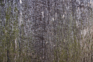 Obraz premium Old wooden board texture background, macro image.