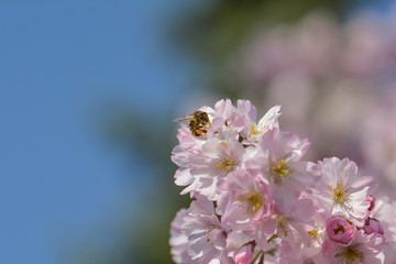 Insekten in der japanischen Kirschblüte