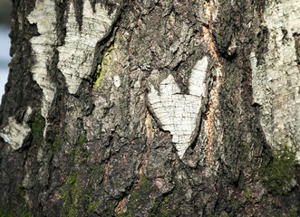 natural heart ruby the bark of a birch tree in the forest