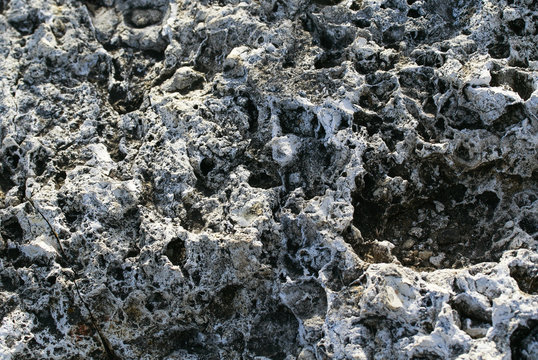 l rough texture of the stone with various pits and tubercles