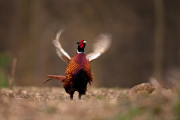 common pheasant, phasianus colchicus, Czech republic