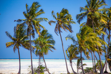 Fototapeta premium Tropical beach Zanzibar island