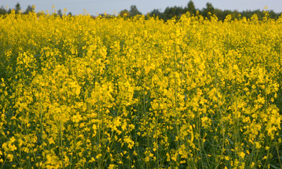 Flowering rape on blue sky background, beautiful spring horizontal landscape