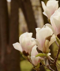 Fototapeta na wymiar Branch of a blossoming white magnolia closeup