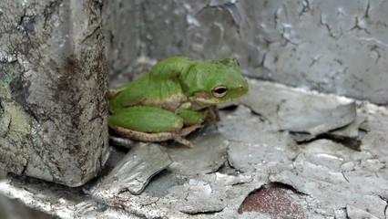 Little green frog