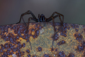 Spider Looking