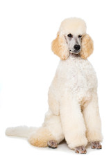 Sitzender Königspudel