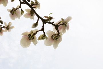 Branch of a blossoming magnolia closeup