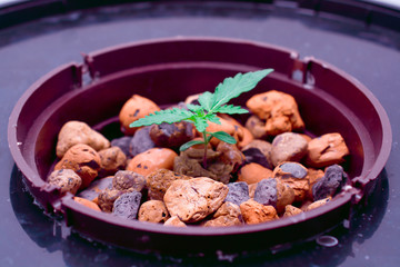 Marijuana bush growing in hydroponics method