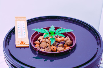 Marijuana bush growing in hydroponics method