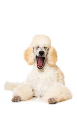 Gähnender Königspudel