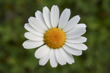 Fototapeta premium Pretty daisy against an out of focus green background