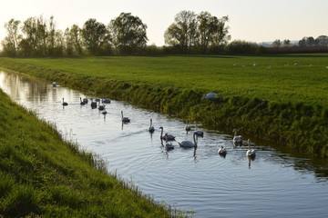  swan in the river