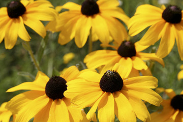Black-eyed susan flowers in full bloom against an out of focus green background