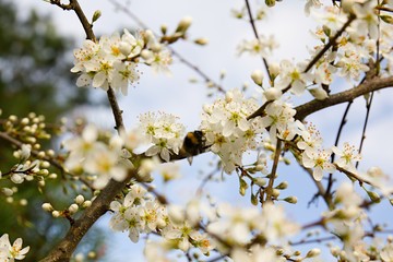 White Cherry Blooms - Spring and Easter background.