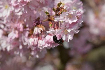 Insekten in der japanischen Kirschblüte