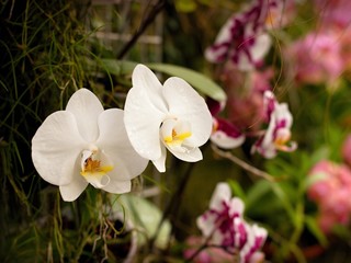 Beautiful blooming orchid in the greenhouse