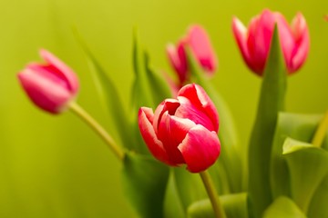 Red tulips - Spring and Easter colored background.