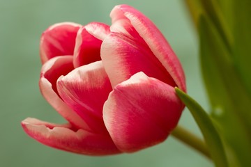 Red tulips - Spring and Easter colored background.