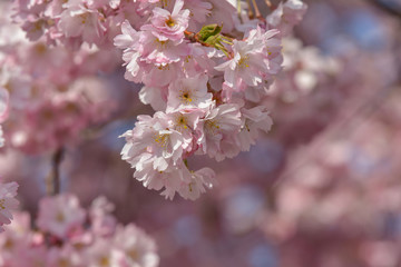 Insekten in der japanischen Kirschblüte