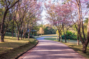 Cherry blossom park at Chiangmai province