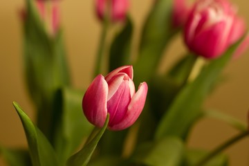 Red tulips - Spring and Easter colored background.