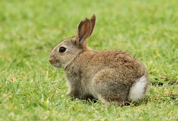 lapin de profil © Arnaud LATHUILLE