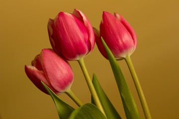 Red tulips - Spring and Easter colored background.