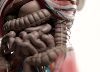 Human anatomy body. Muscular, skeletal, vascular & nervous system. Beautiful, professional lighting. 3D illustration.