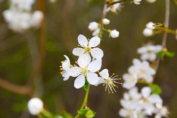 White Cherry Blooms - Spring and Easter background.
