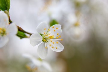 White Cherry Blooms - Spring and Easter background.