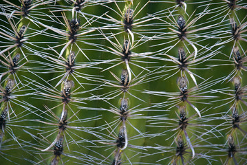 Close up of Cactus