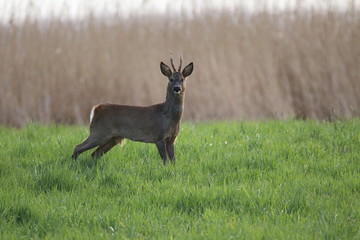 Rehbock auf einer Wiese