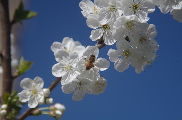 Obraz premium Fleurs de poirier